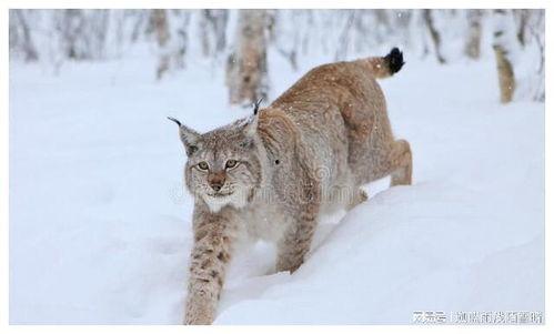 山梨子图片,果香四溢的秋季美味